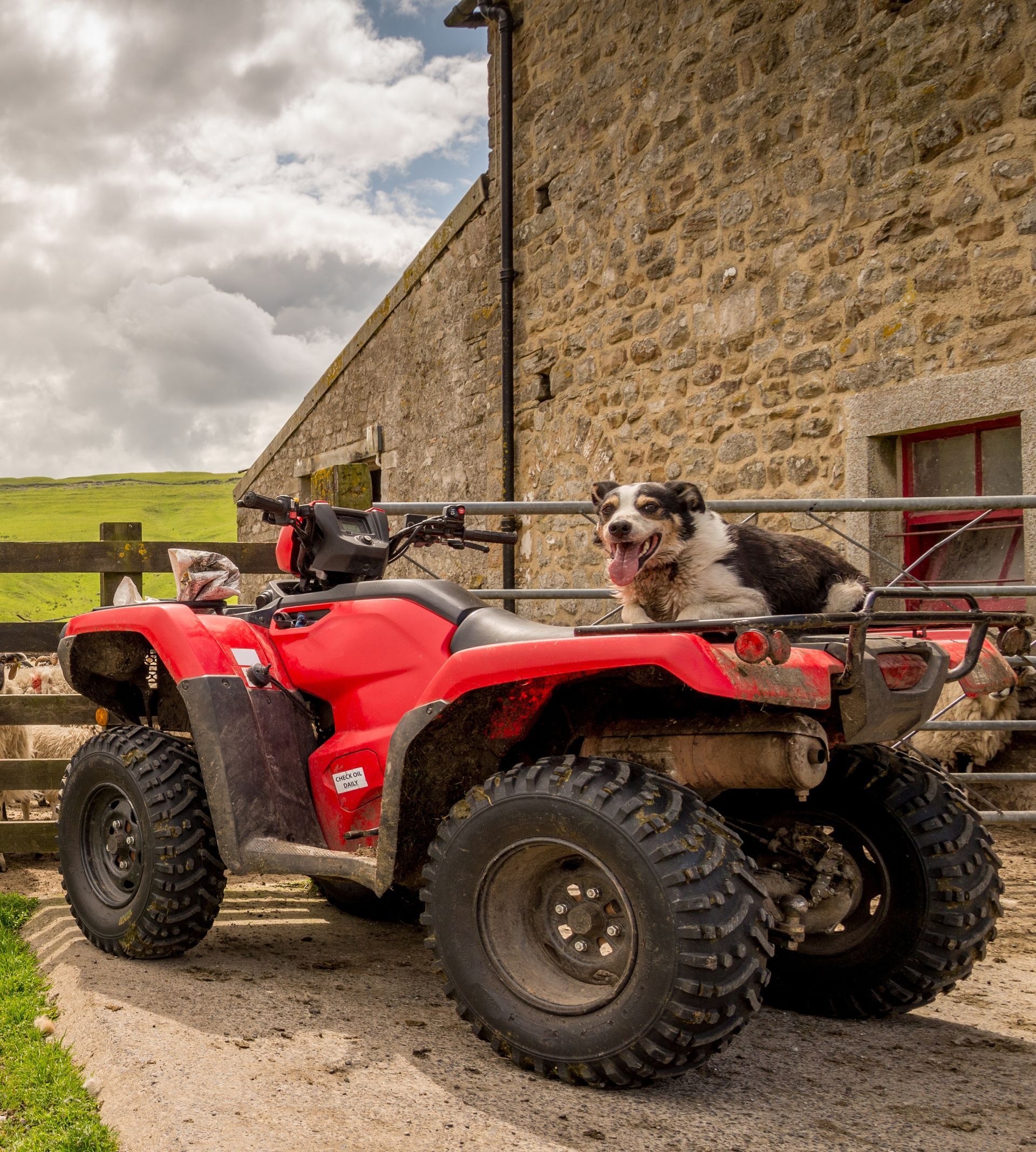 A dog is sitting on the back of a red atv.