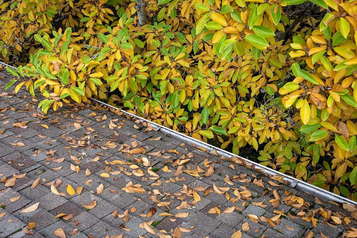 Roof covered in brown leaves with overflowing gutter, yellow and green tree foliage.