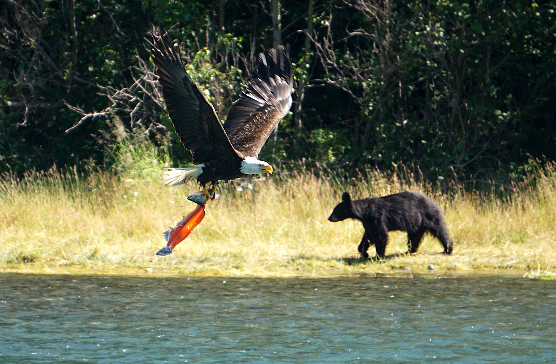 Bald eagle flying with a fish; black bear on shoreline.