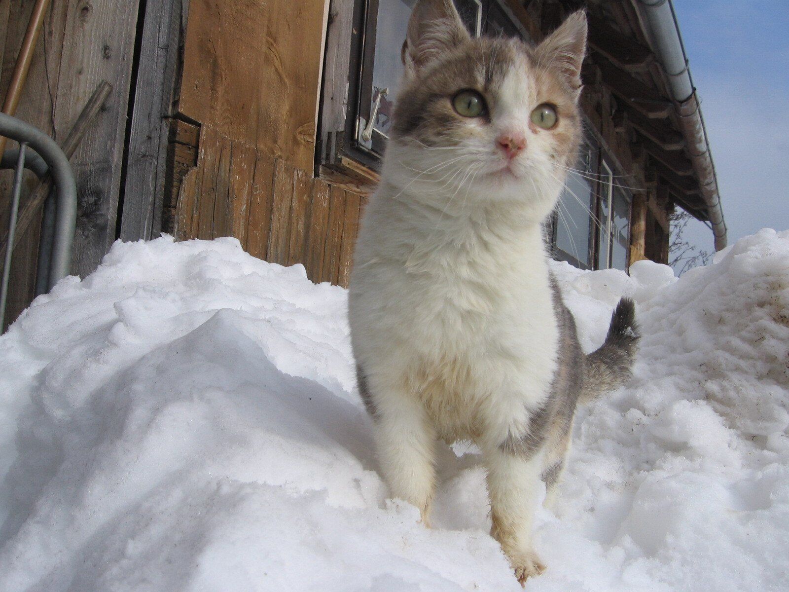 Katze im Schnee