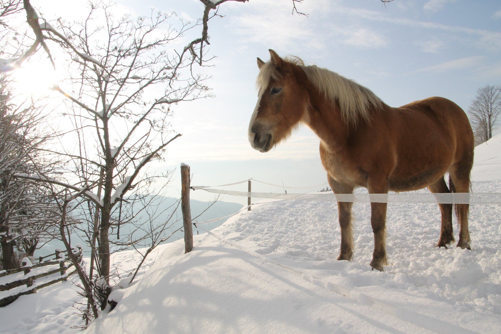 Pferd im Schnee