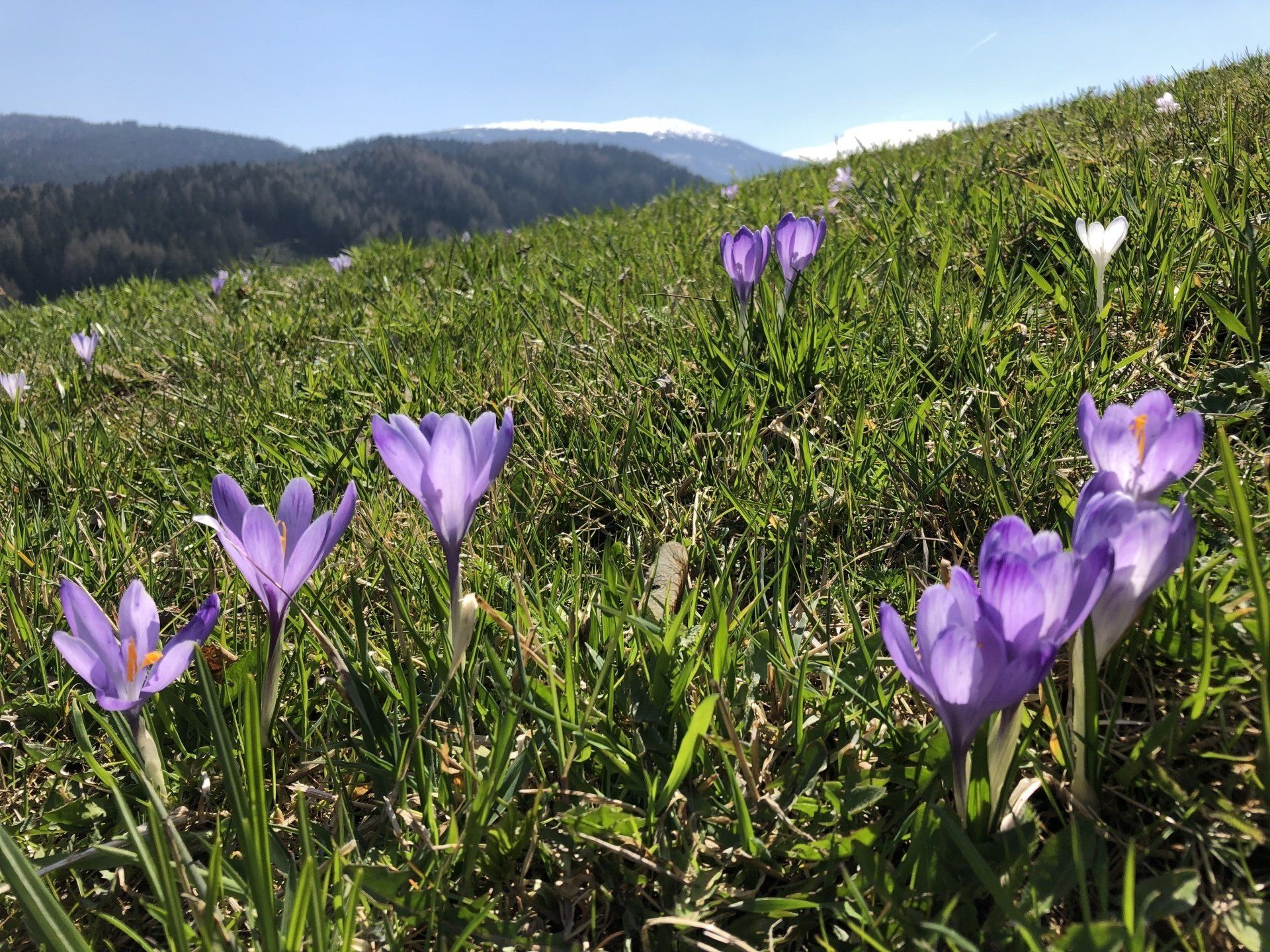 Blumen