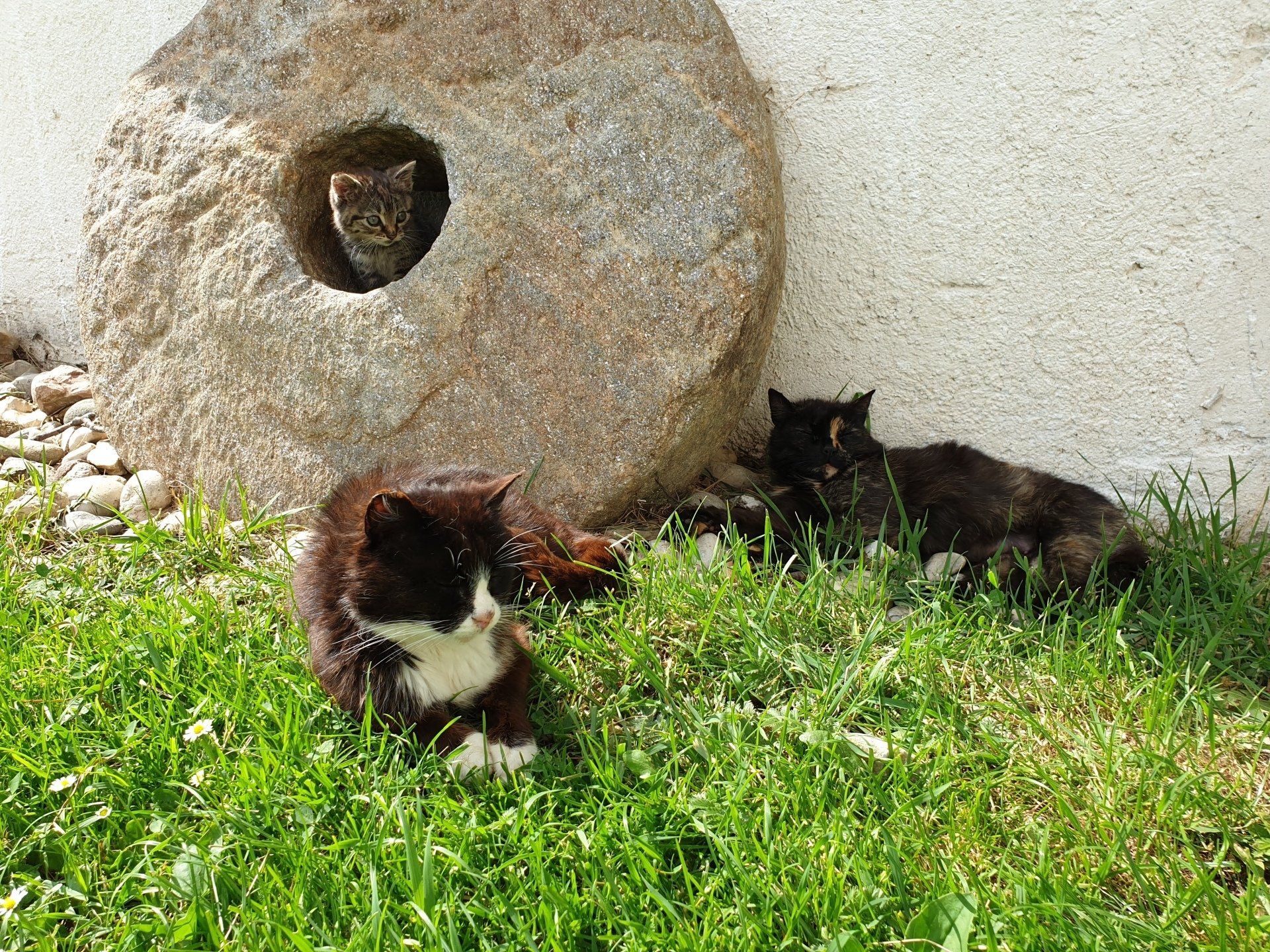 Katze