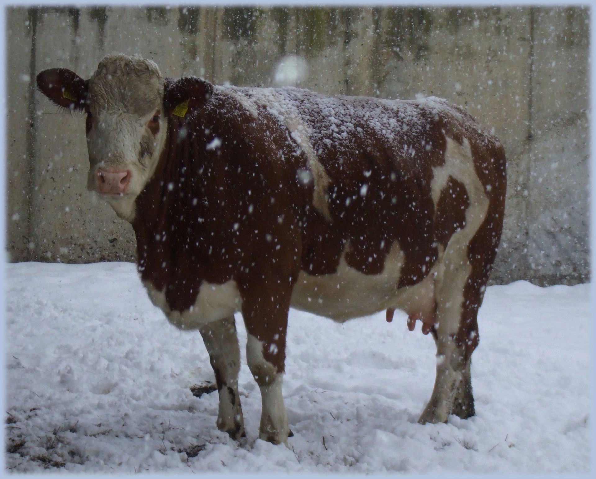 Kuh im Schnee