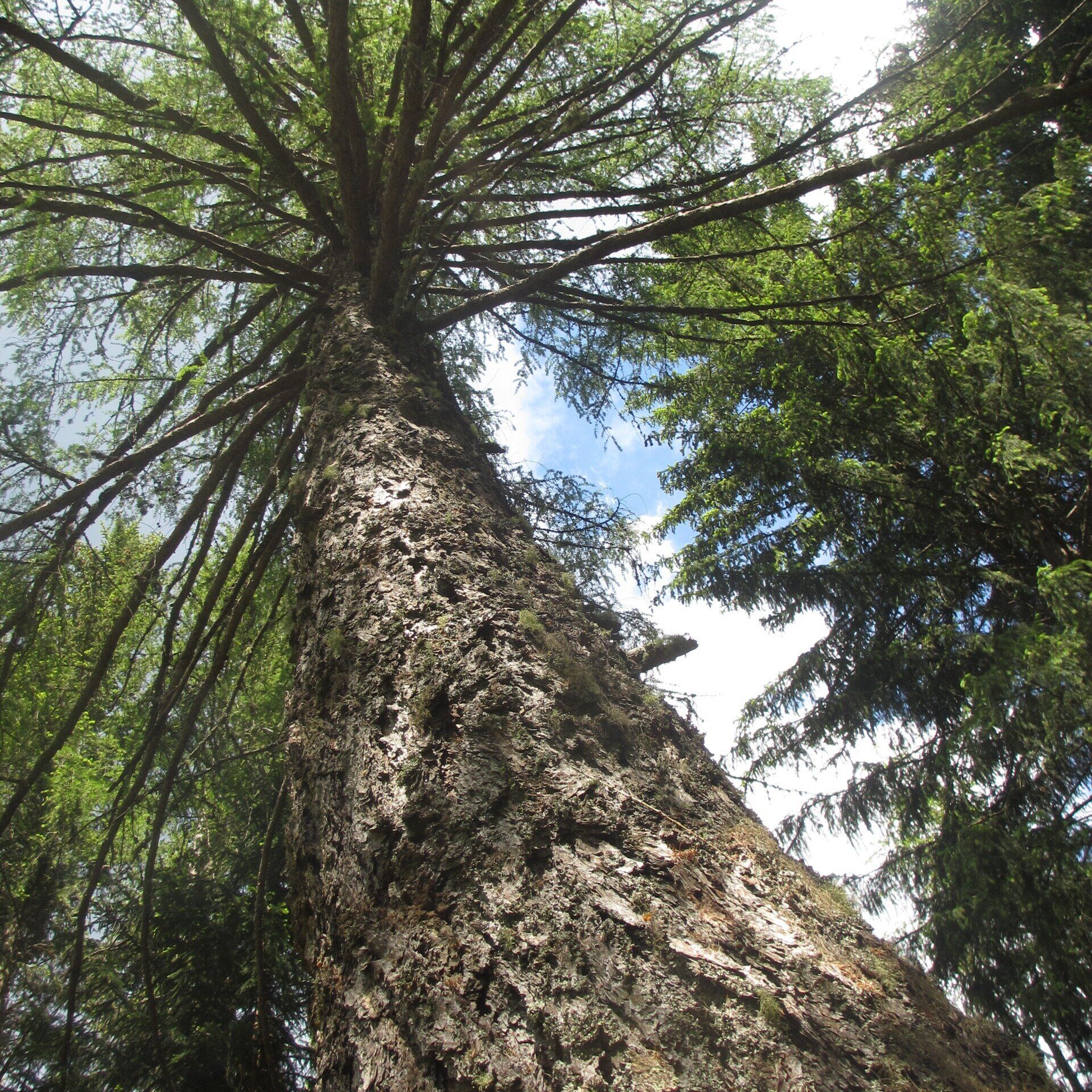 Baum