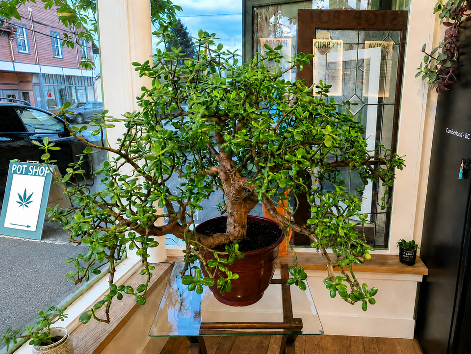 The jade plant growing in the front window of Cumberland Cannabis Company