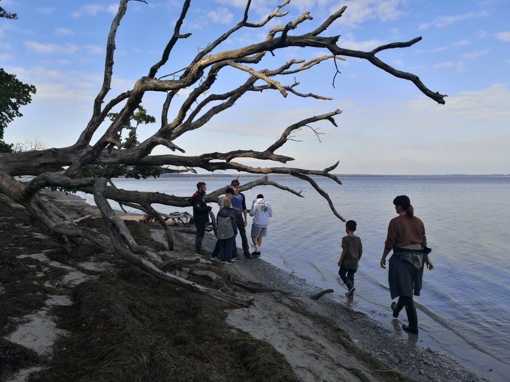Mennesker på en strand under et stort, væltet træ. Roligt vand og blå himmel i baggrunden.