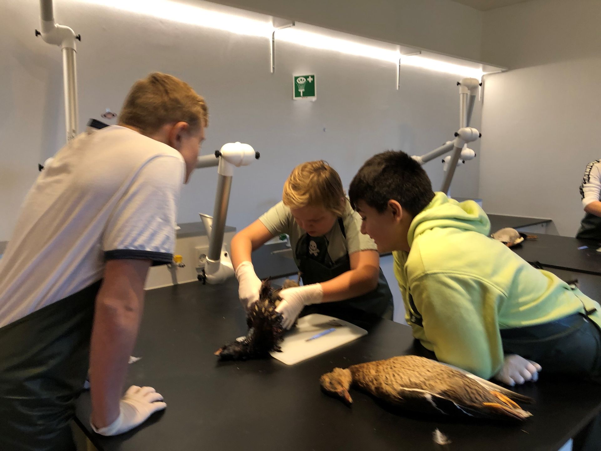 Studerende dissekerer en fugl i et laboratorium med handsker på.