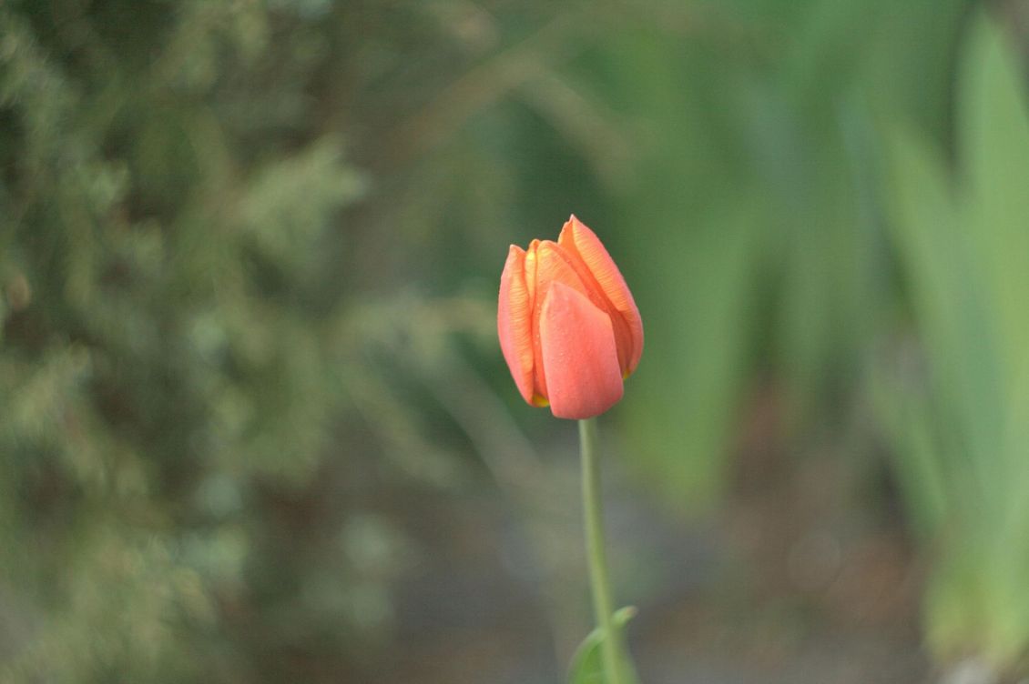 Een oranje tulpenknop op een groene steel, afgebeeld tegen een wazige groen-bruine achtergrond.