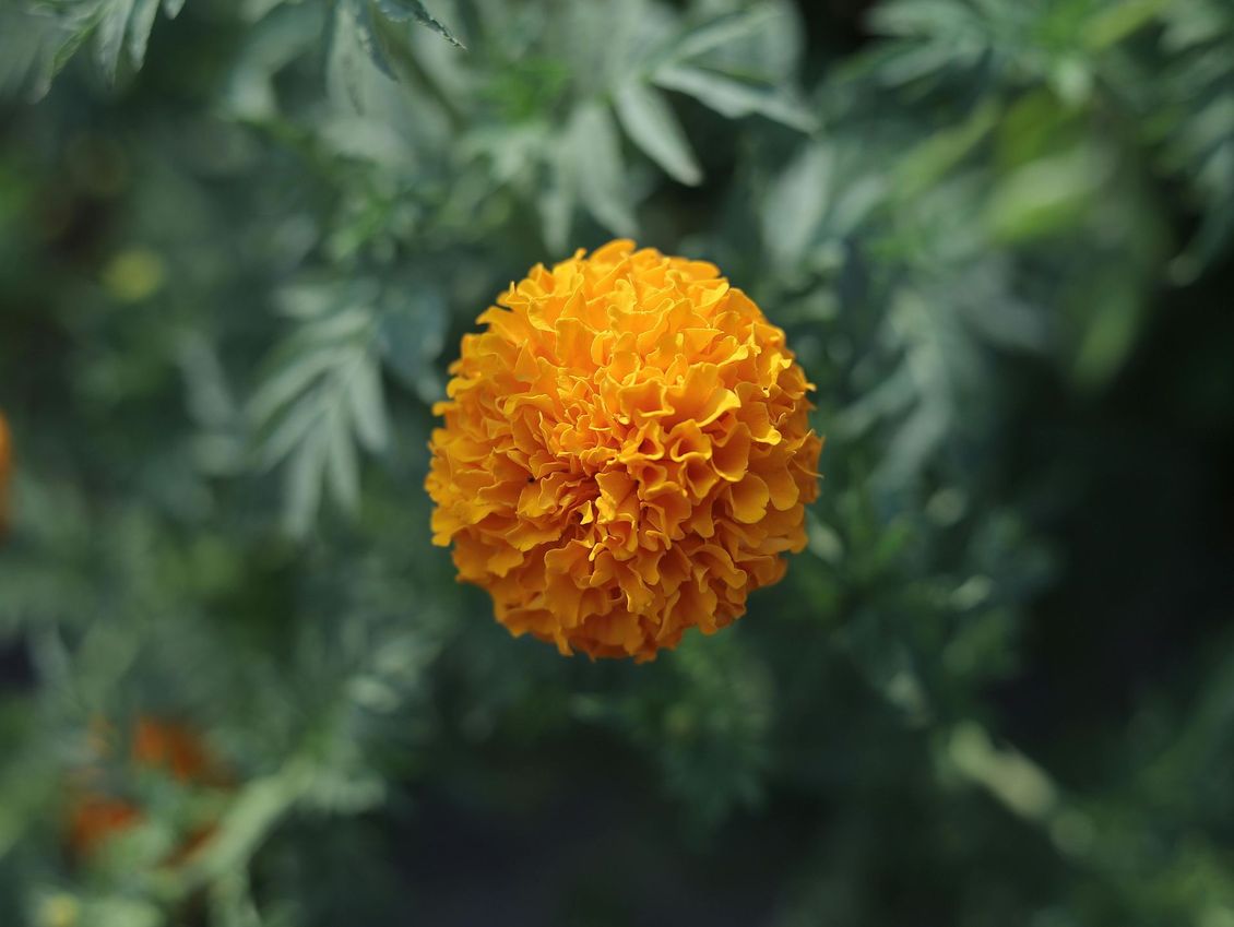 Een oranje goudsbloem met gegolfde bloemblaadjes tegen een wazige groene, bladerrijke achtergrond.