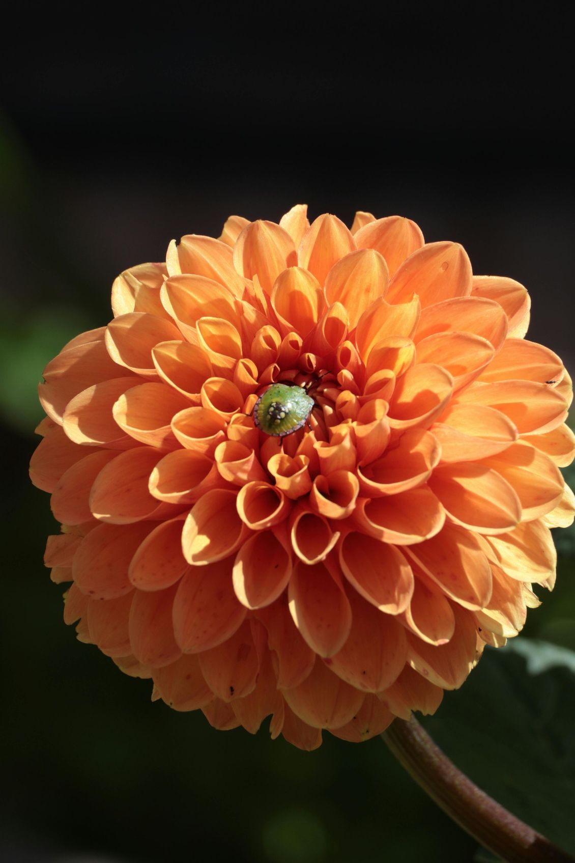 Een oranje dahlia in volle bloei, met gelaagde bloemblaadjes en een donkere achtergrond.