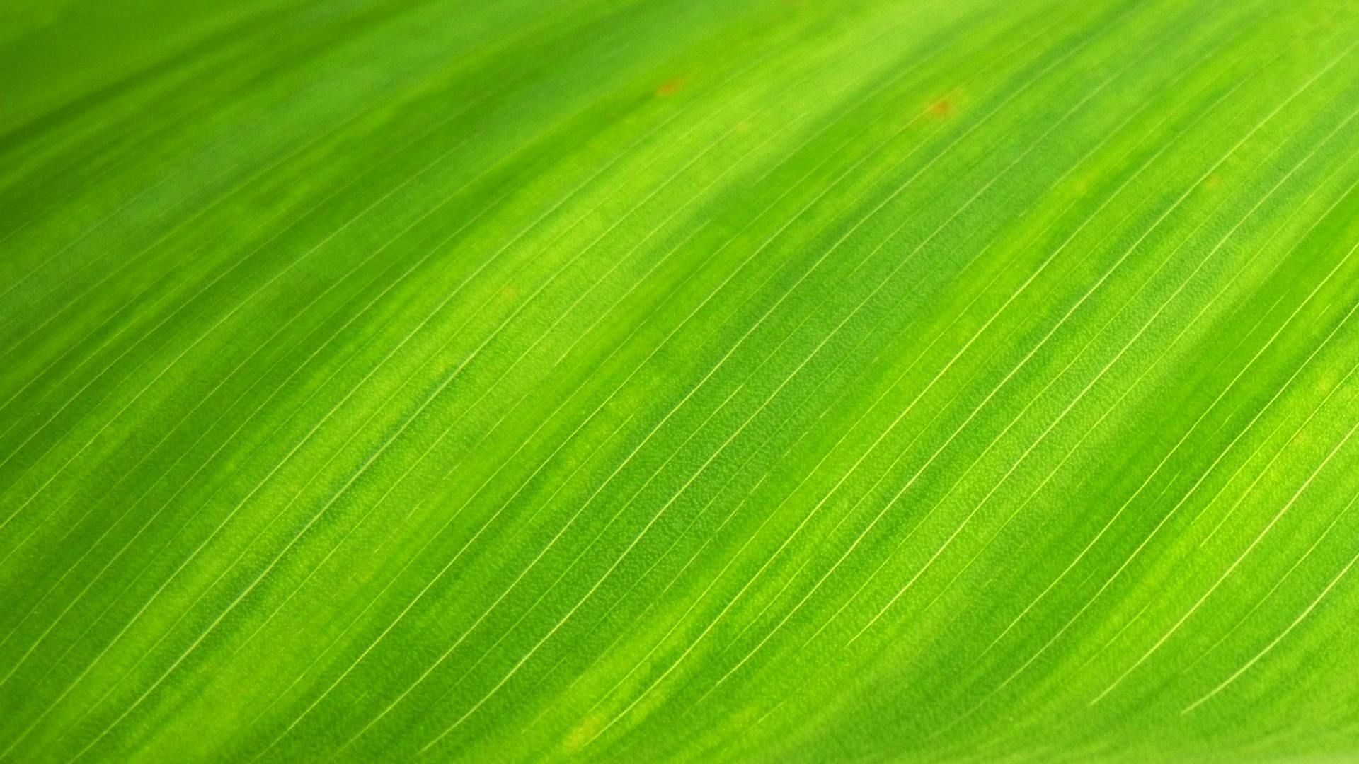 Close-up of a bright green leaf showing parallel veins and subtle color variations.