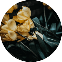 Yellow tulips on dark stems against a dark background