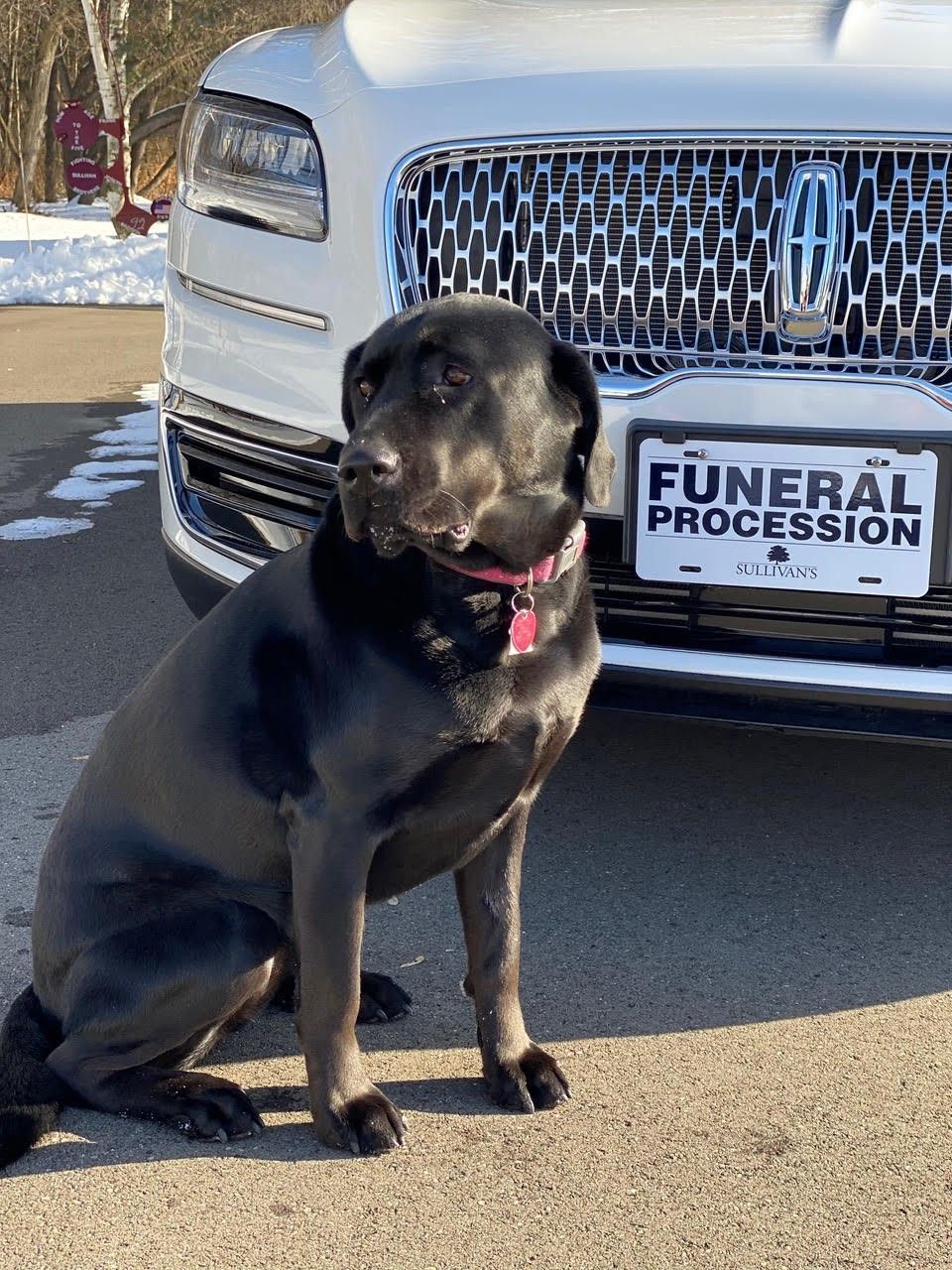 Black dog sitting in front of a car with a “Funeral Procession” sign on the grille.