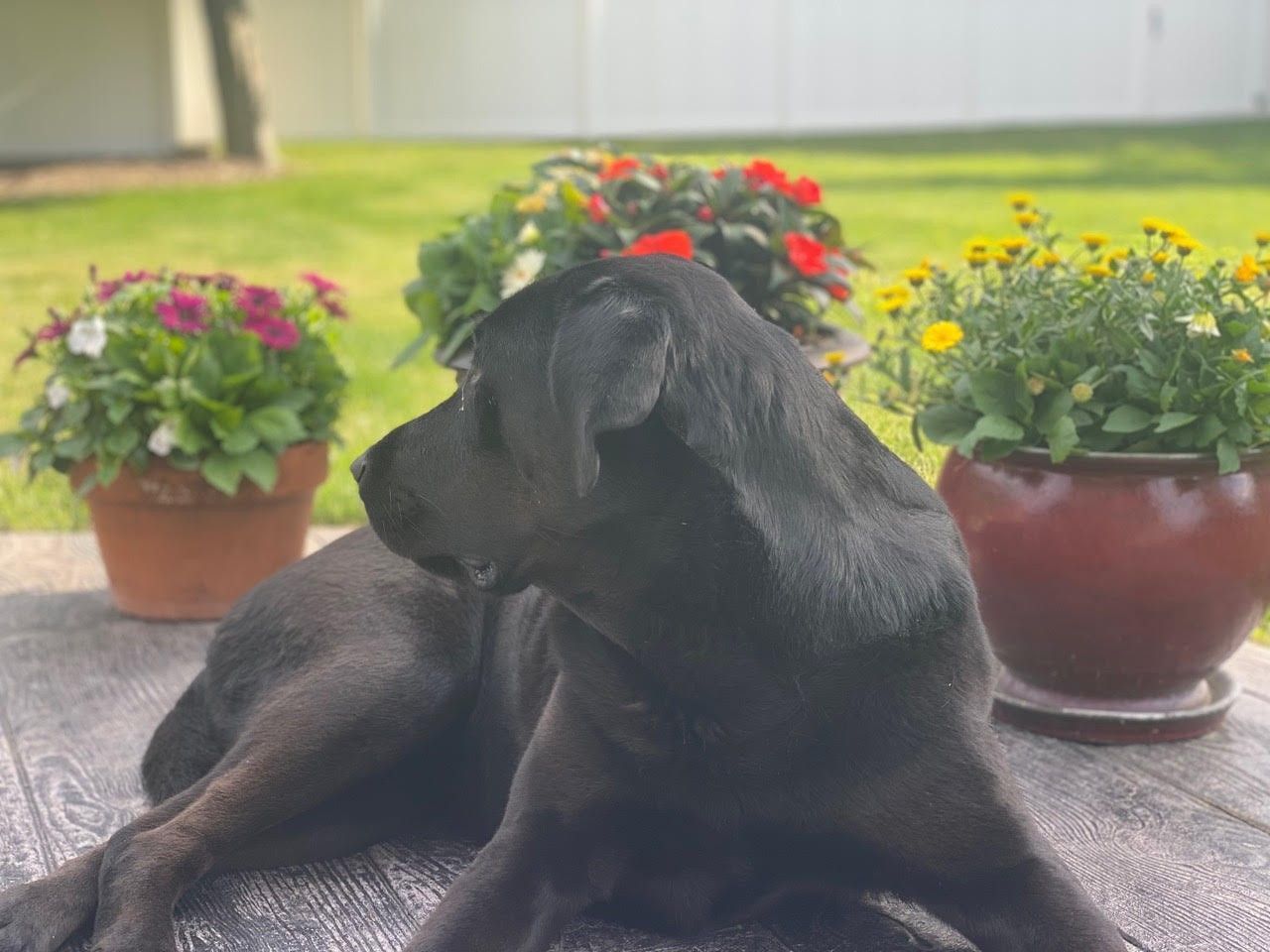 Black dog lying on a patio beside colorful potted flowers, looking left.