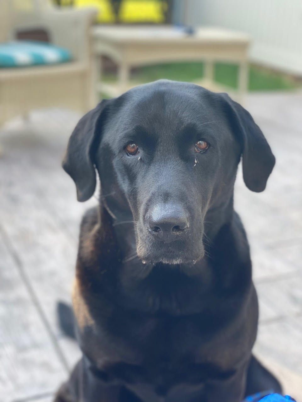 Black Labrador retriever sitting on a patio with a blurred outdoor seating area behind it