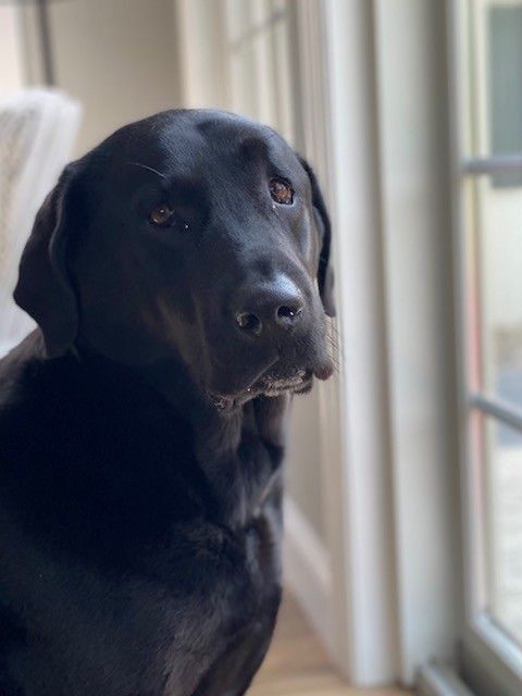 Black Labrador looking out a window beside light curtains