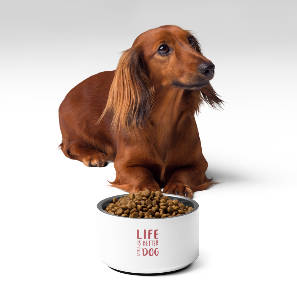 Long-haired brown dachshund beside a white dog food bowl on a white background.