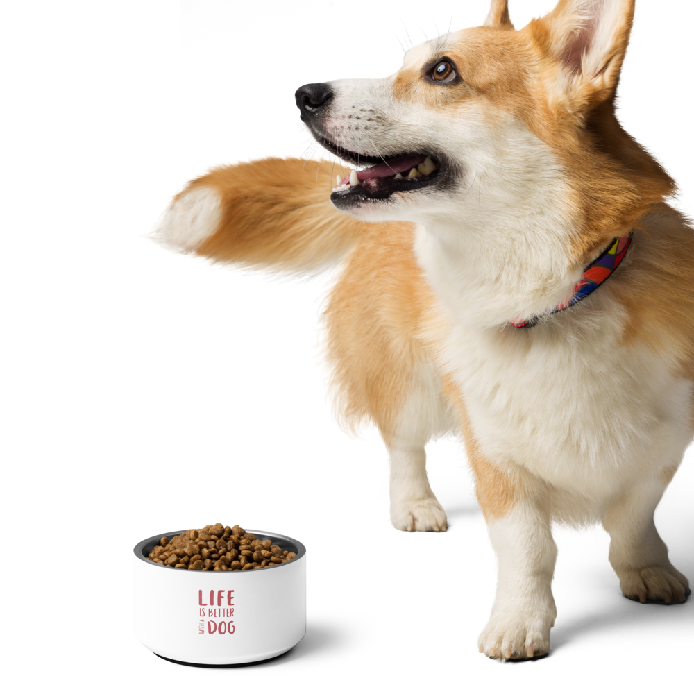 Long-haired brown dachshund beside a white dog food bowl on a white background.