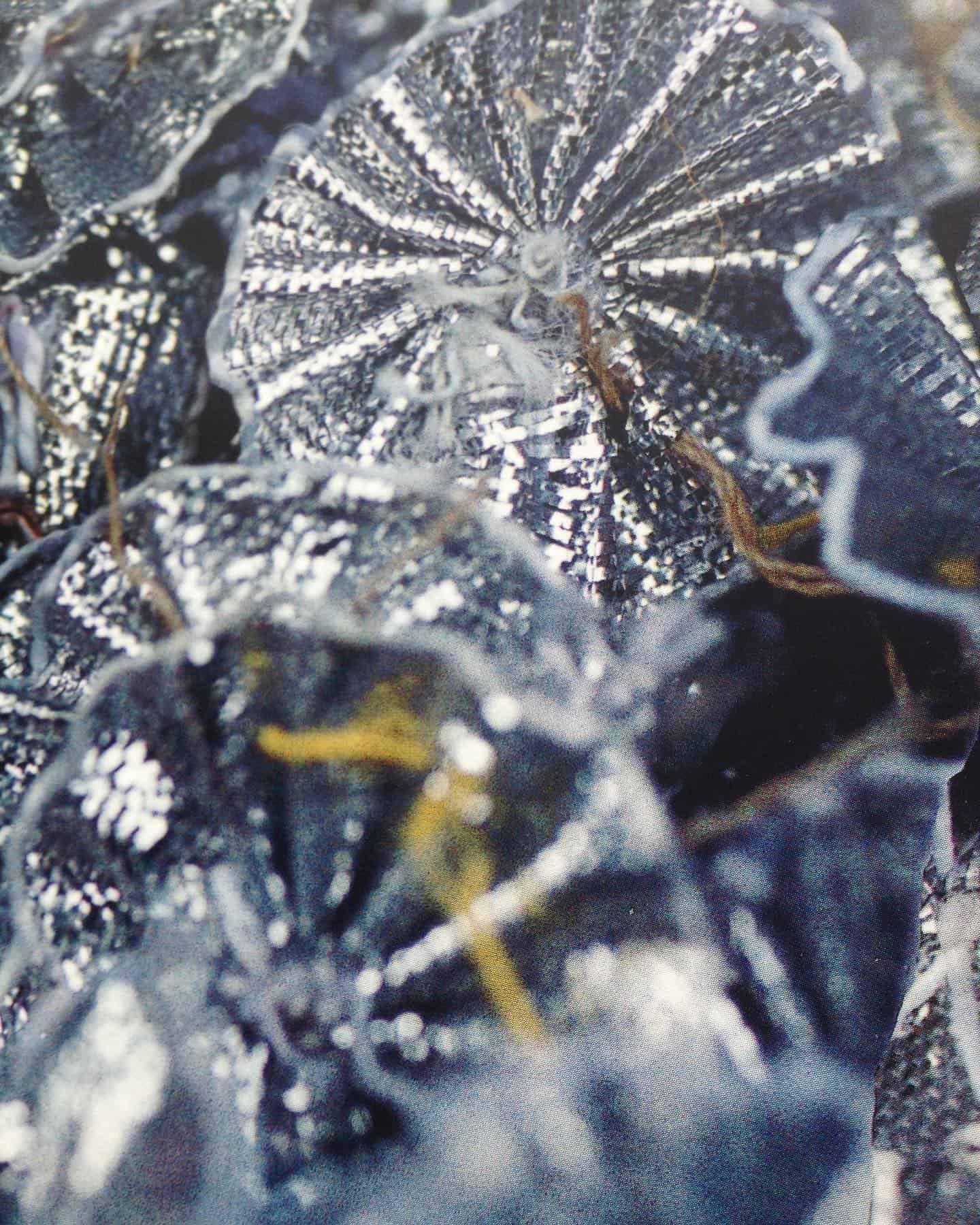 Gros plan de créatures marines bleu foncé en forme de disque avec des lignes blanches rayonnantes et des vrilles ressemblant à des cheveux.