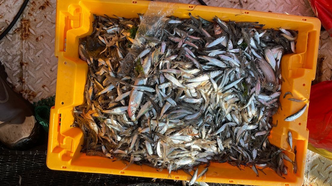 Yellow crate filled with small fish, likely caught on a boat.