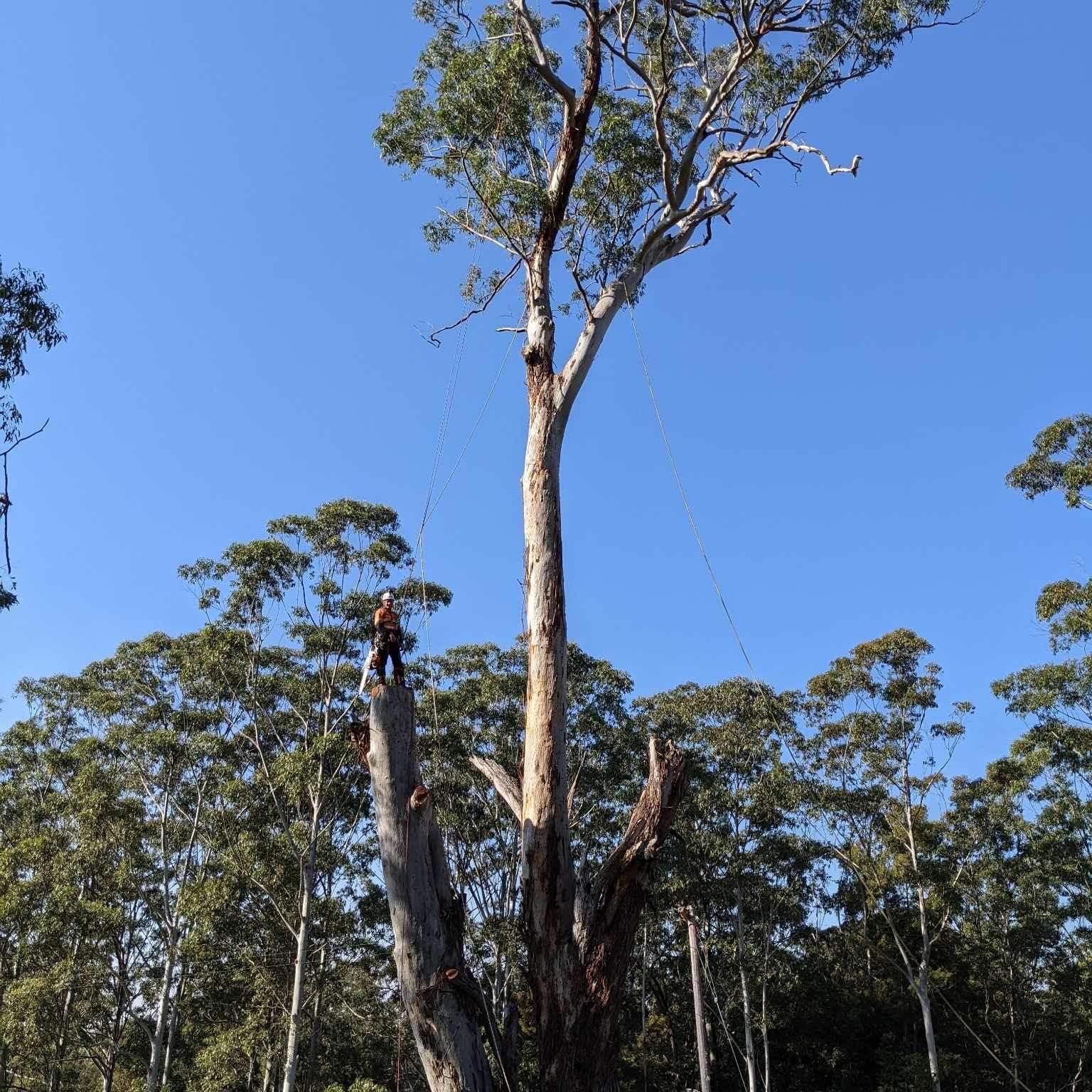 A man is standing on top of a tree in the wood — All One Arb Tree Service In Bonny Hills, NSW