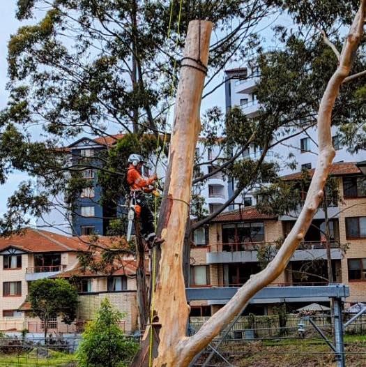 A Man Is Sitting on Top of A Tree — All One Arb Tree Service In Bonny Hills, NSW