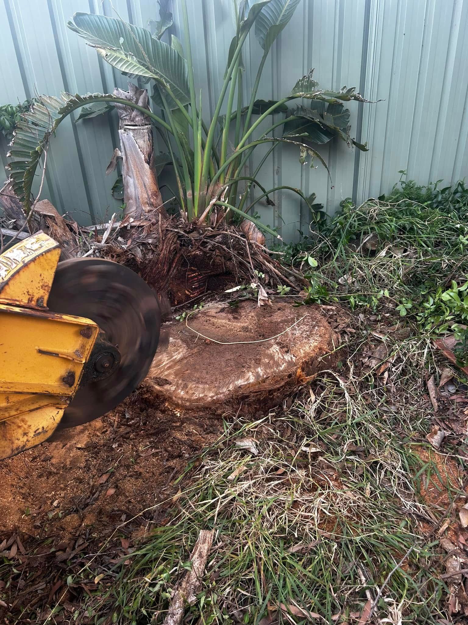 A Stump Grinder is Cutting a Tree Stump in a Yard — All One Arb Tree Service In Bonny Hills, NSW