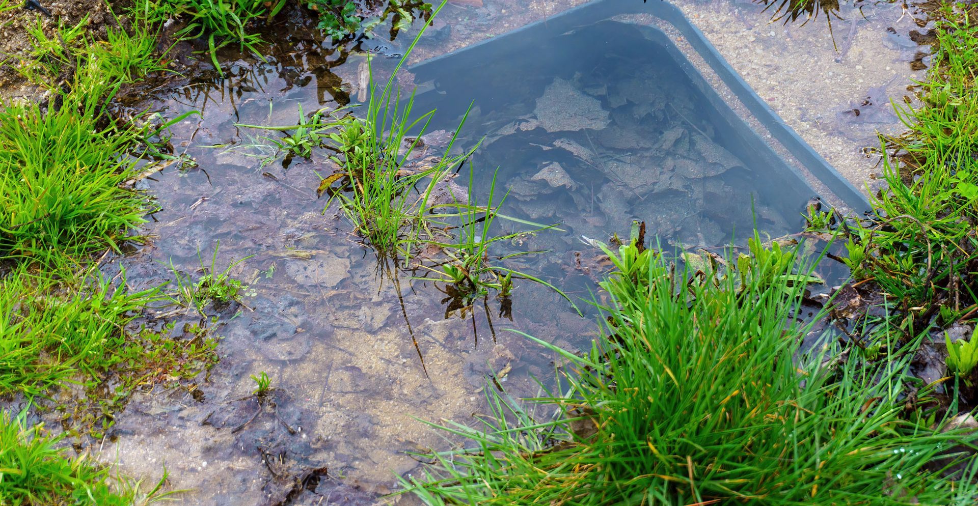 Waterlogged backyard lawn above a failing drain field in Gaston, SC.
