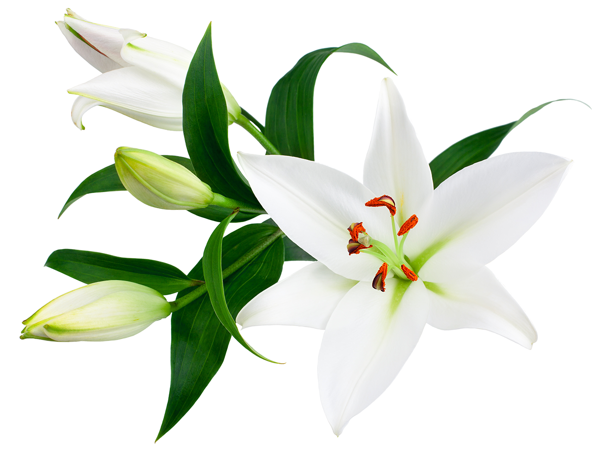 lilie blüte in weiss