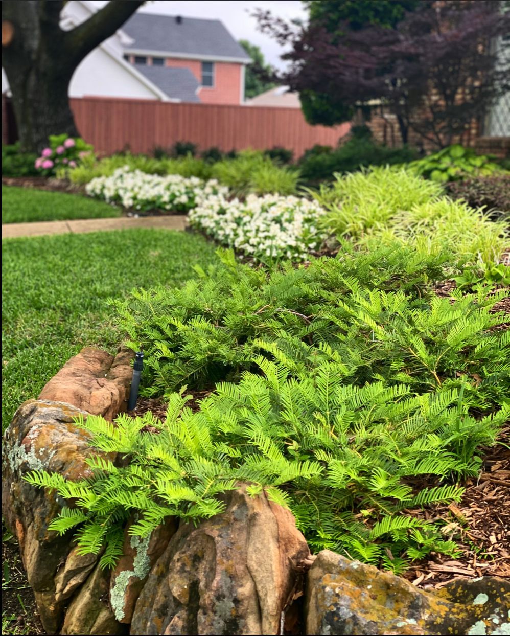 Lush green and white flowering garden bed bordered by large rocks in front of a house.