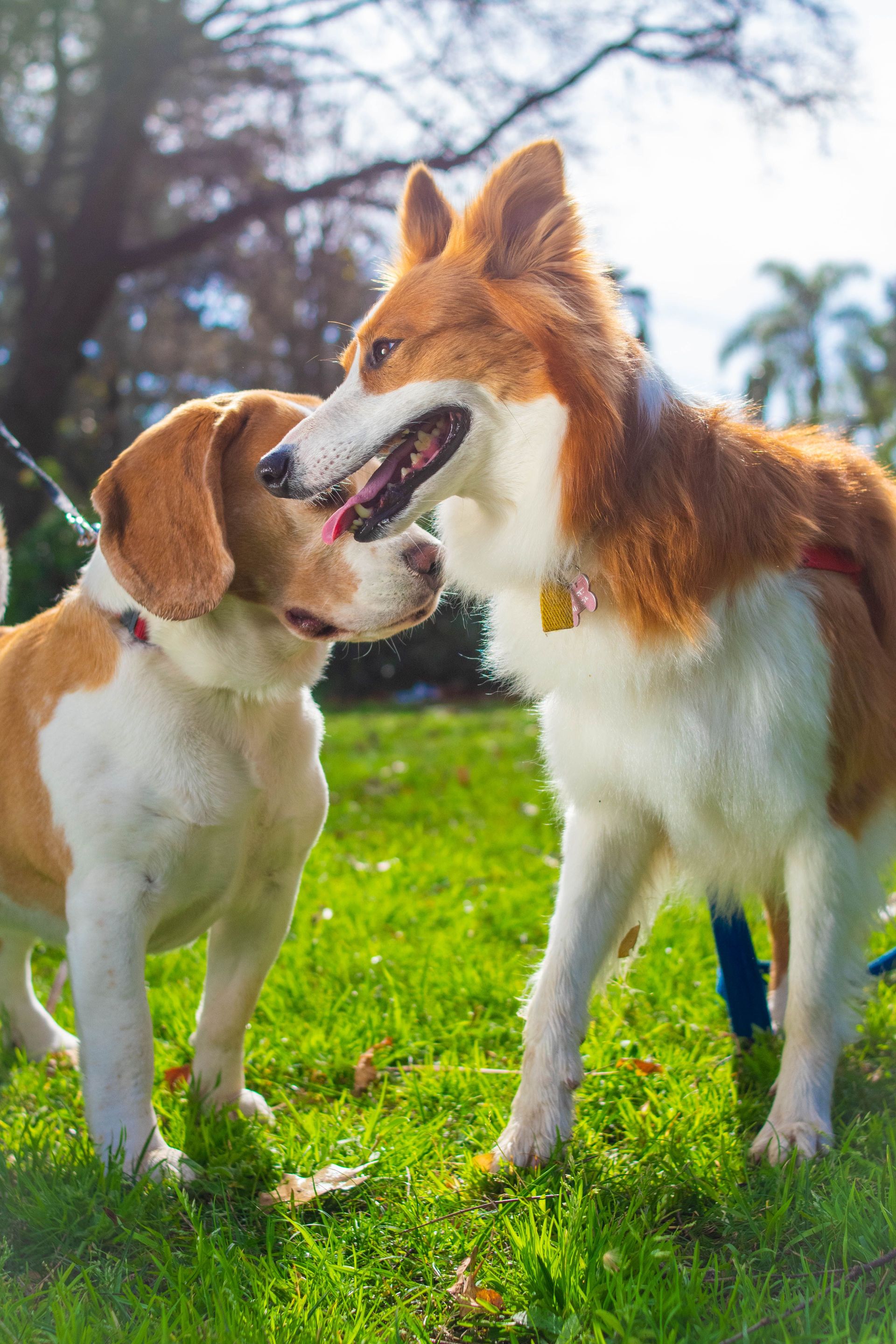 Two dogs, a brown-and-white beagle and a red-and-white collie, standing nose-to-nose on grass outdoors