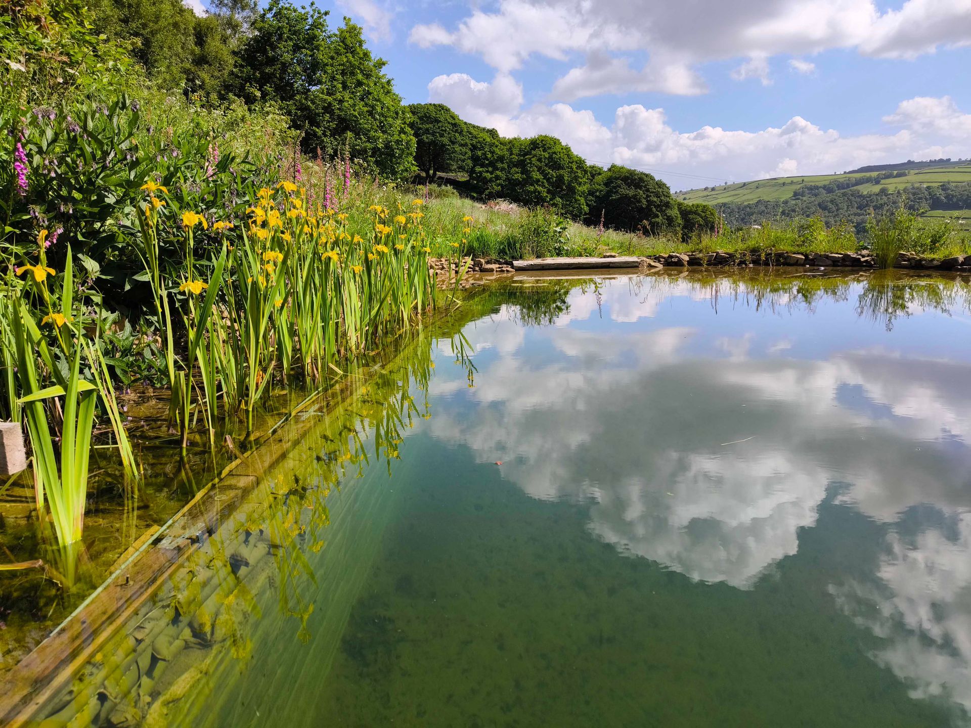 Natural pool with flowers and sky reflected in water