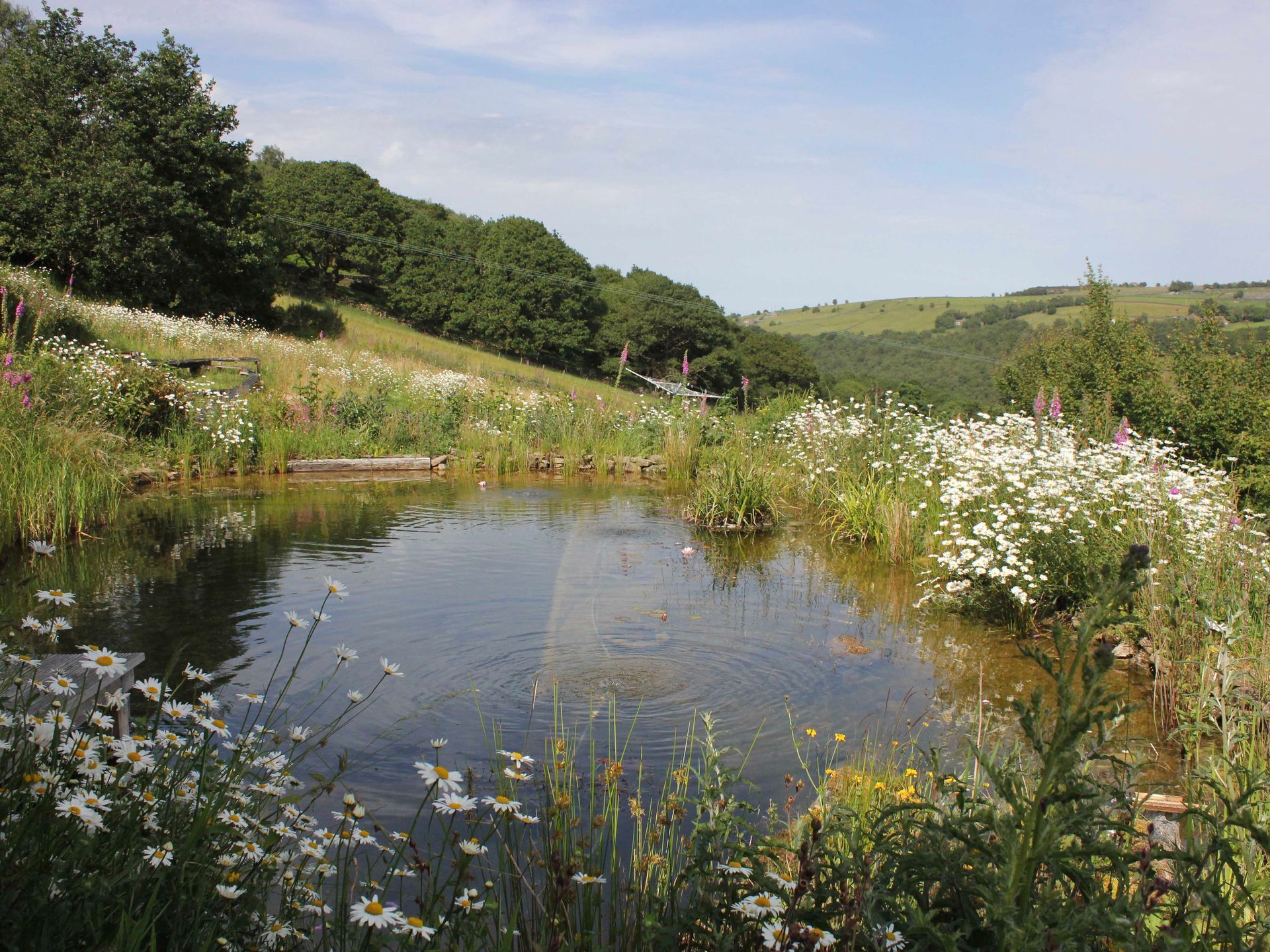Natural pool with spring flowers
