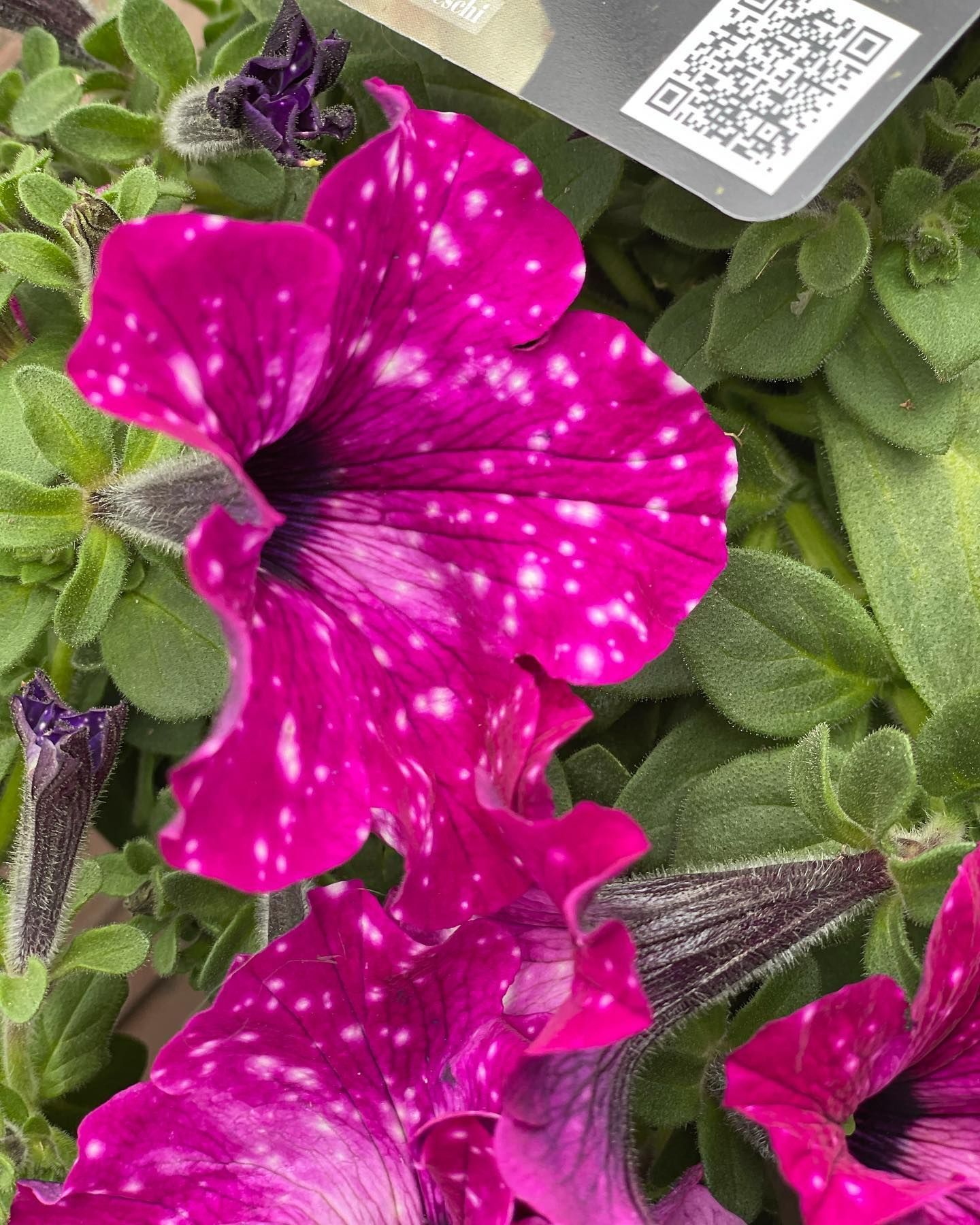 Un primo piano di un fiore rosa con macchie bianche