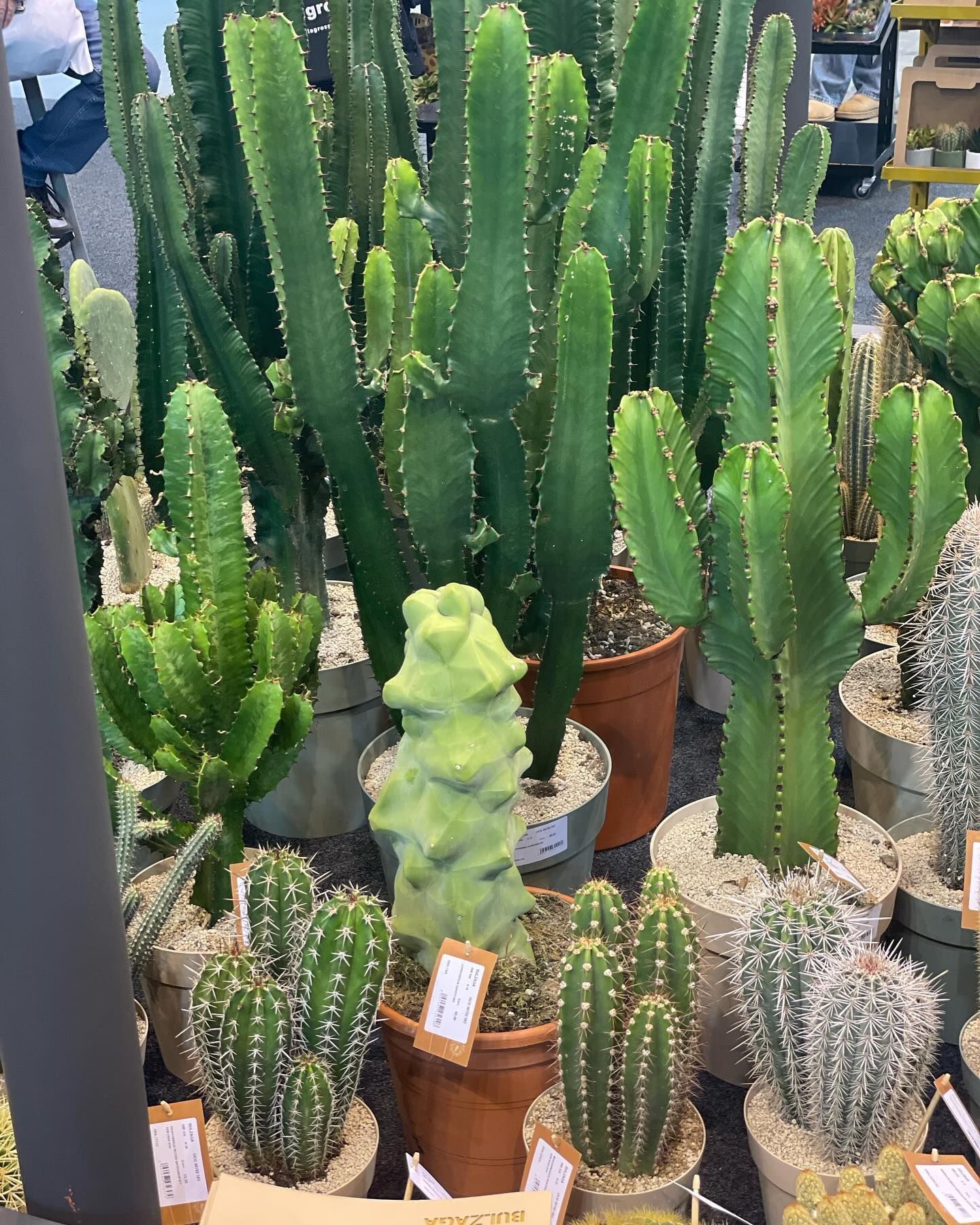 Un gruppo di piante di cactus in vaso sono appoggiate su un tavolo.