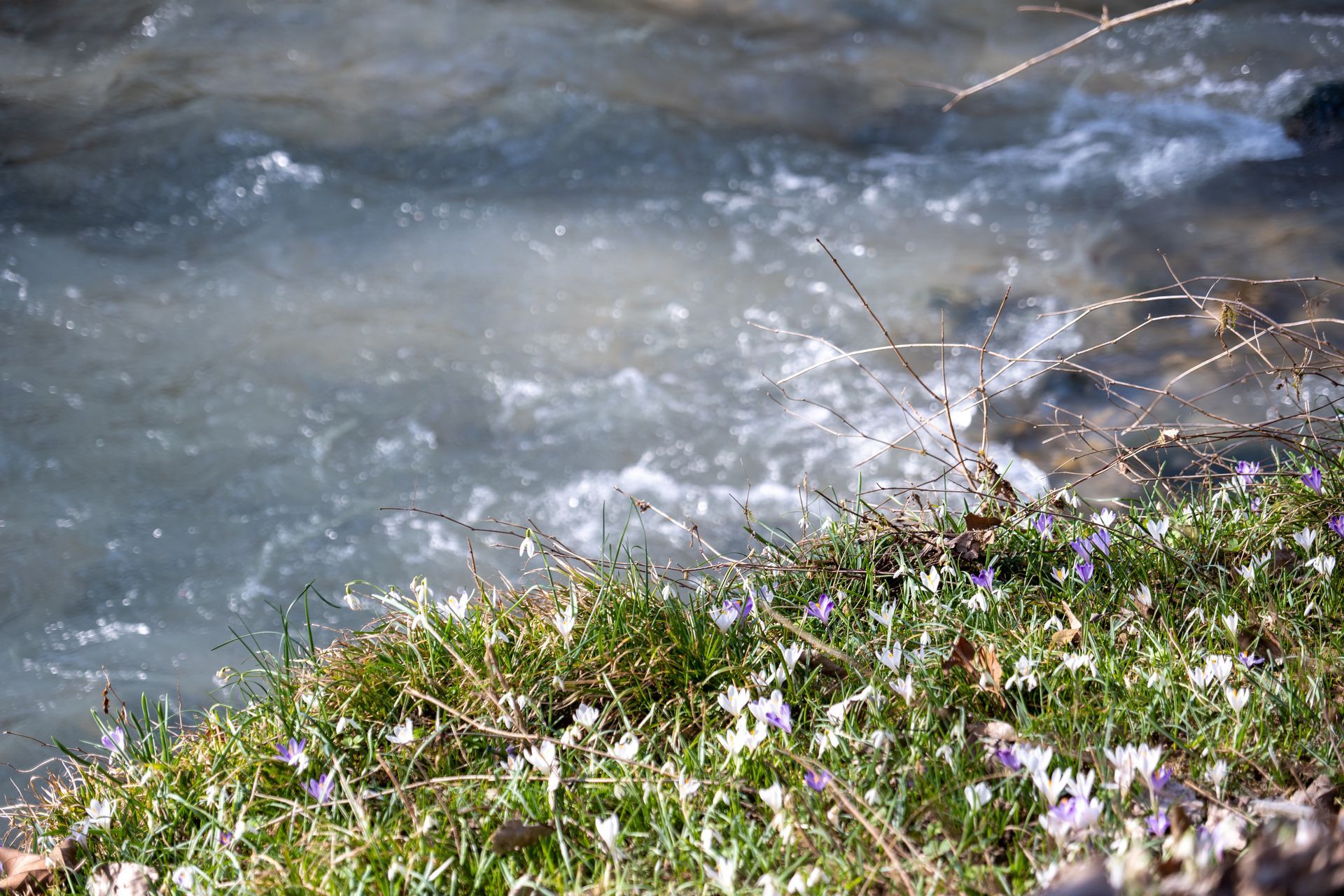 Purple flowers are growing in the grass near a river.