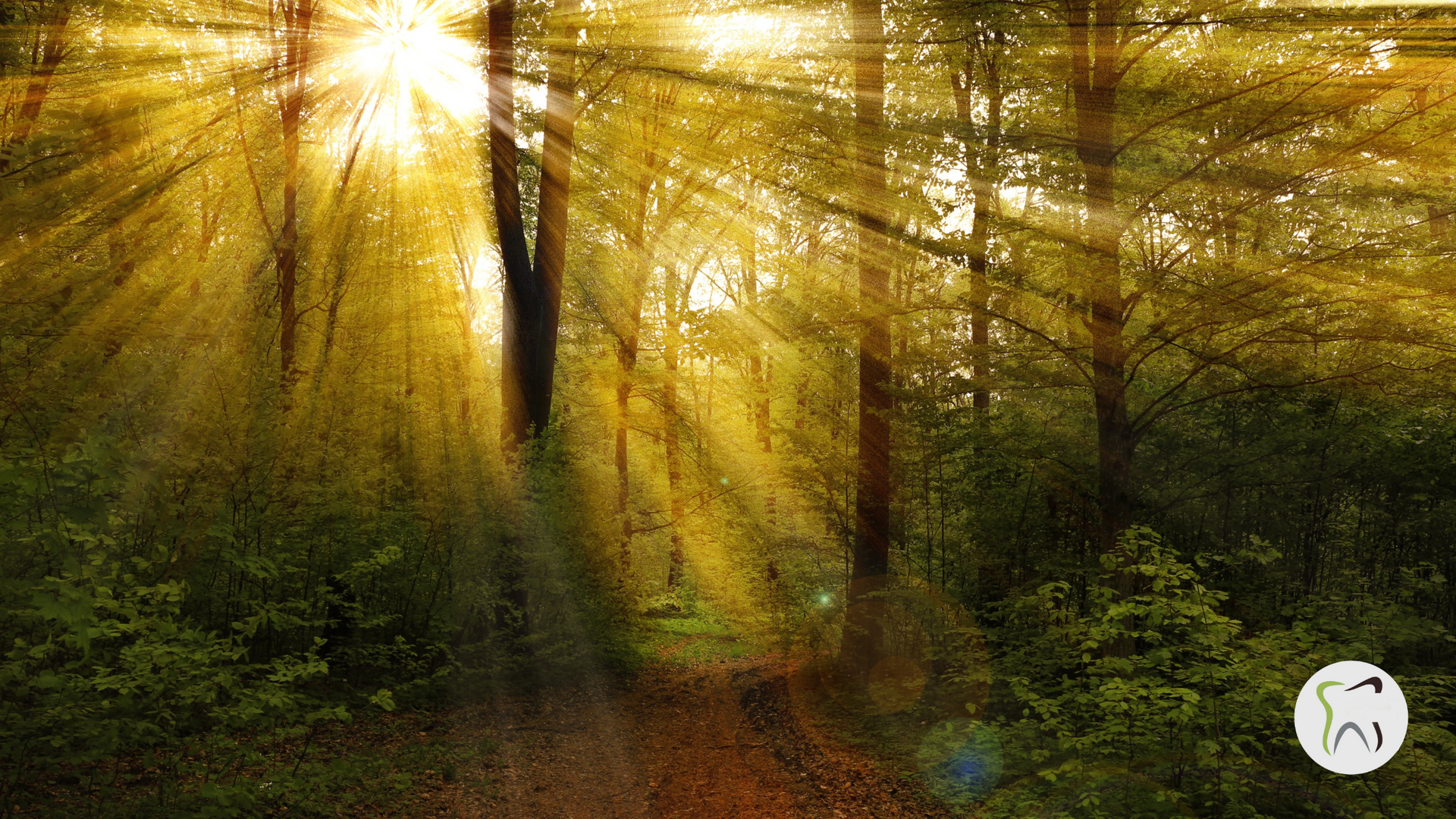 The sun is shining through the trees in the forest.