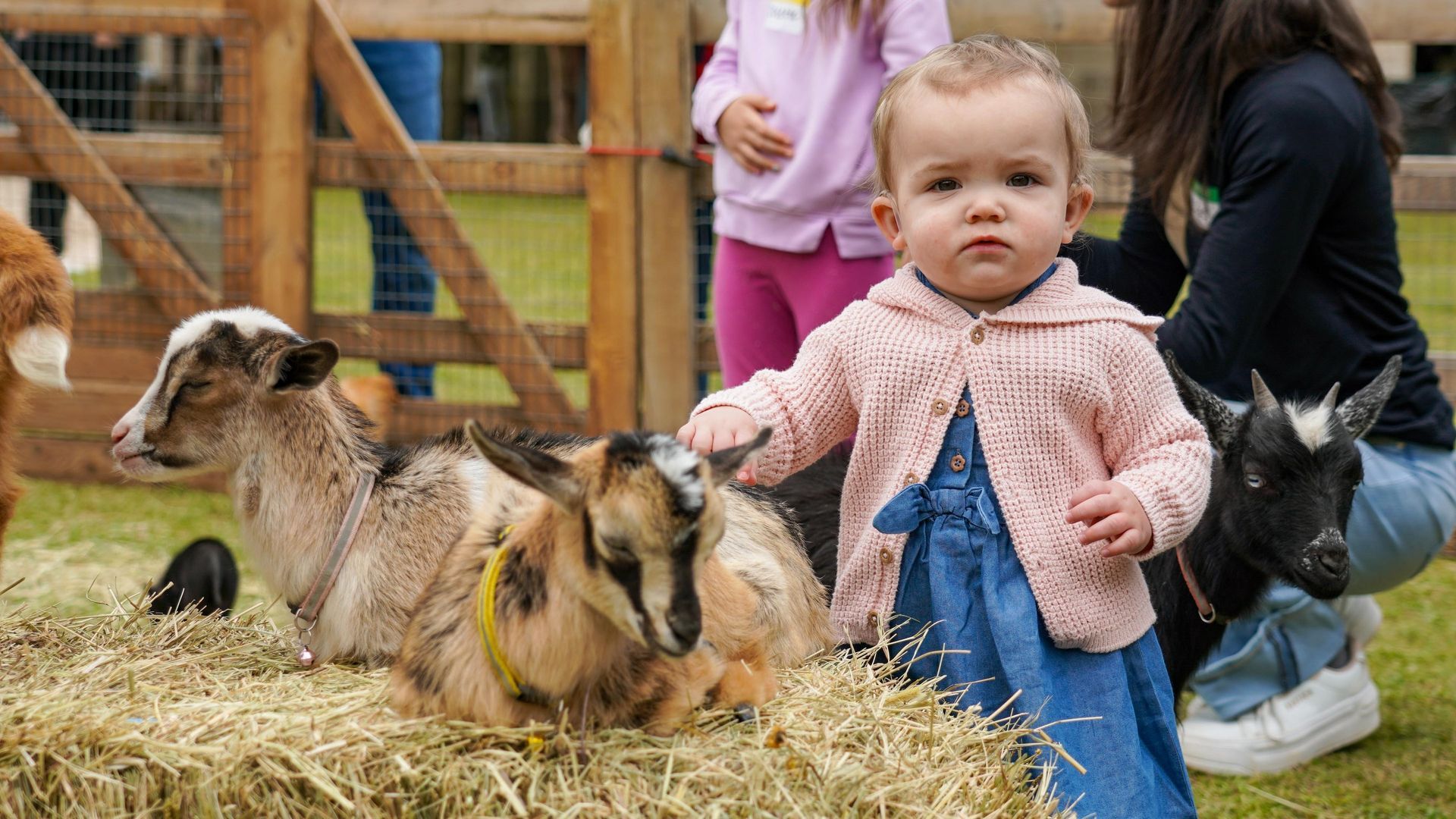 Child petting goats in a straw-covered farm pen with adults nearby