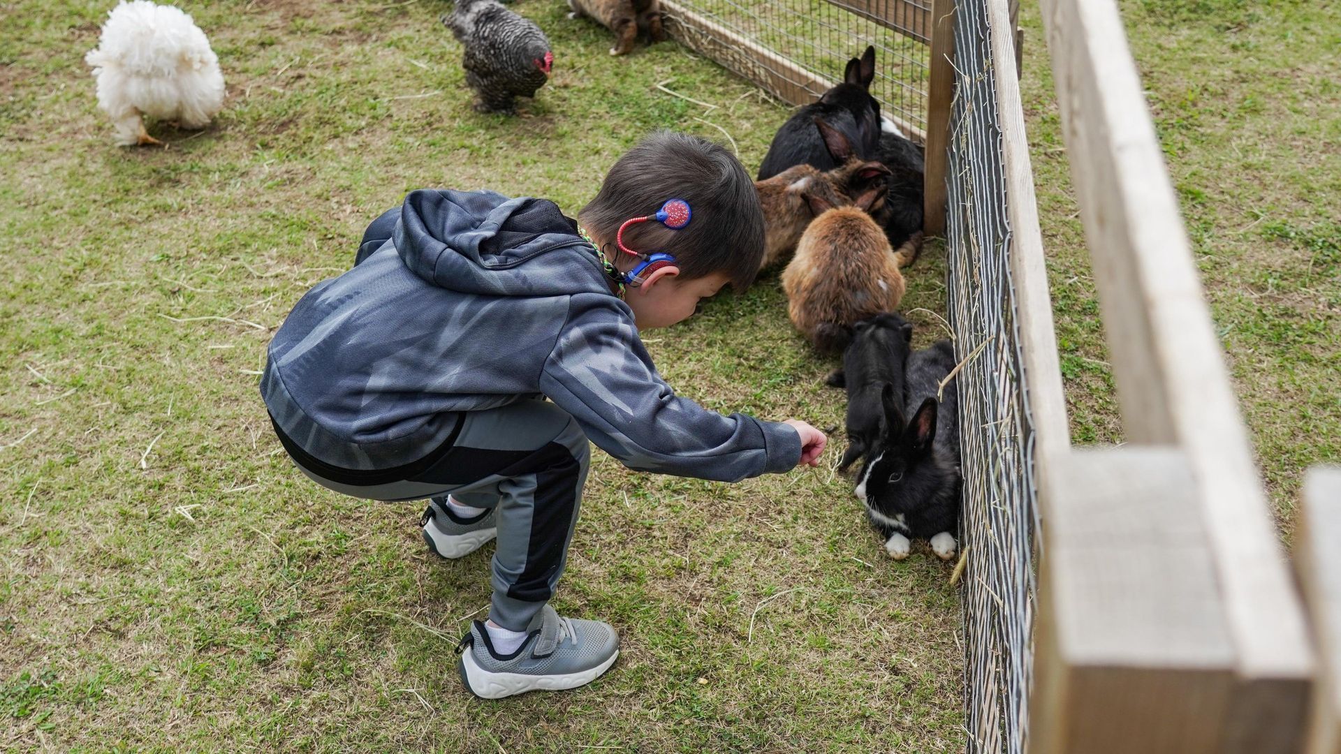 Child in a dark jacket crouches to pet small dogs along a fence on a grassy lawn.