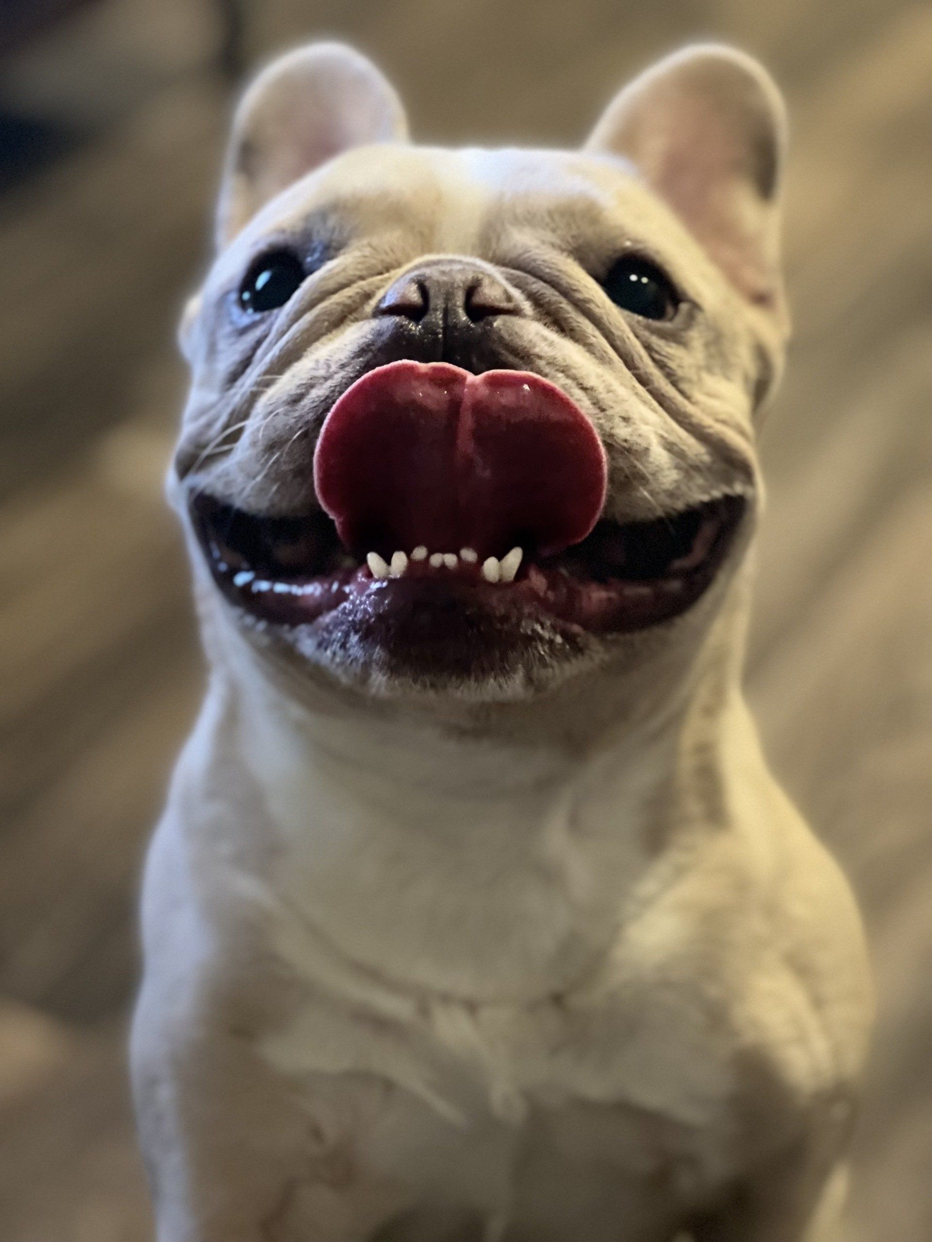 A close up of a french bulldog with its tongue out