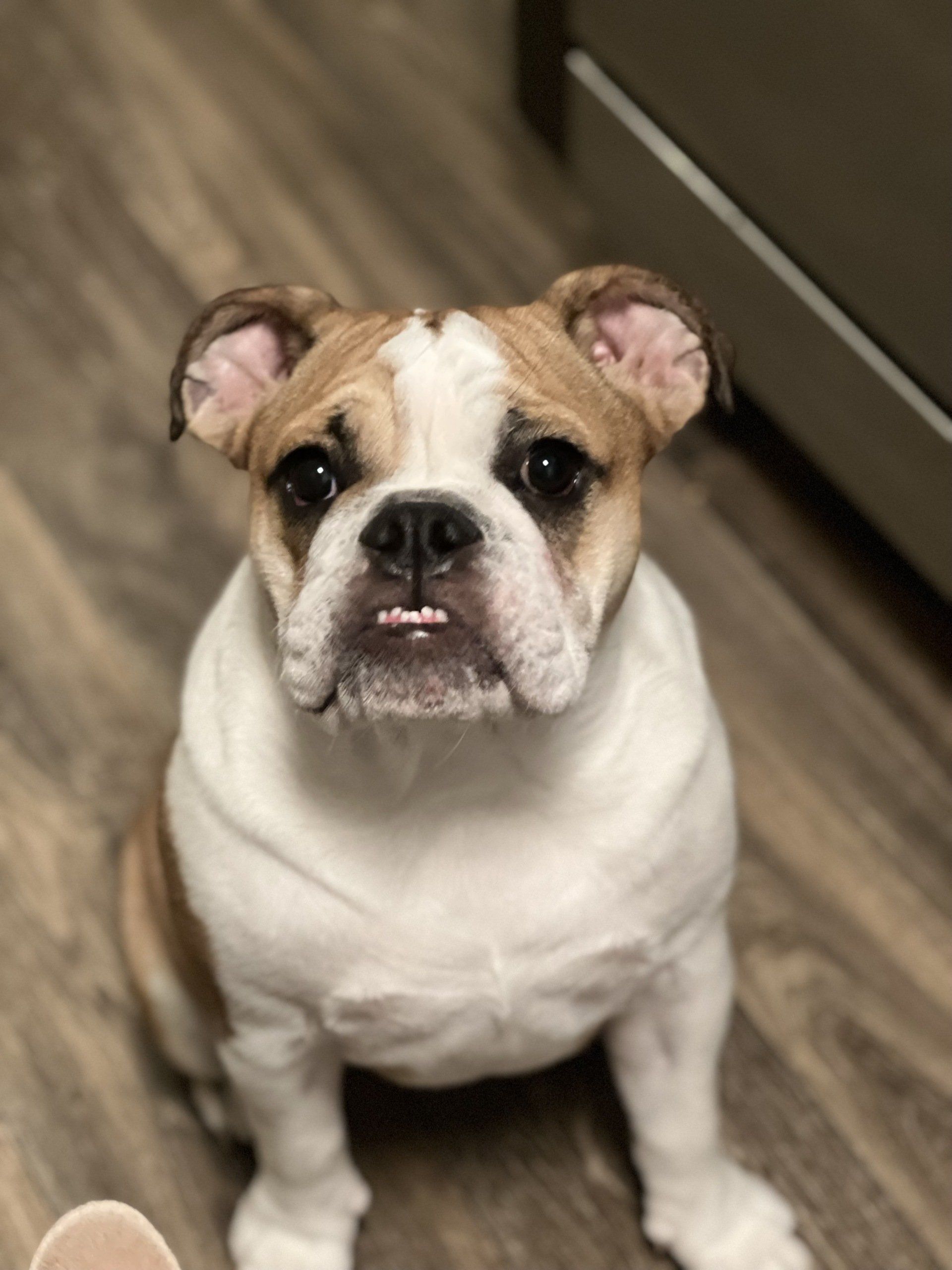 A brown and white bulldog is sitting on a wooden floor looking at the camera.