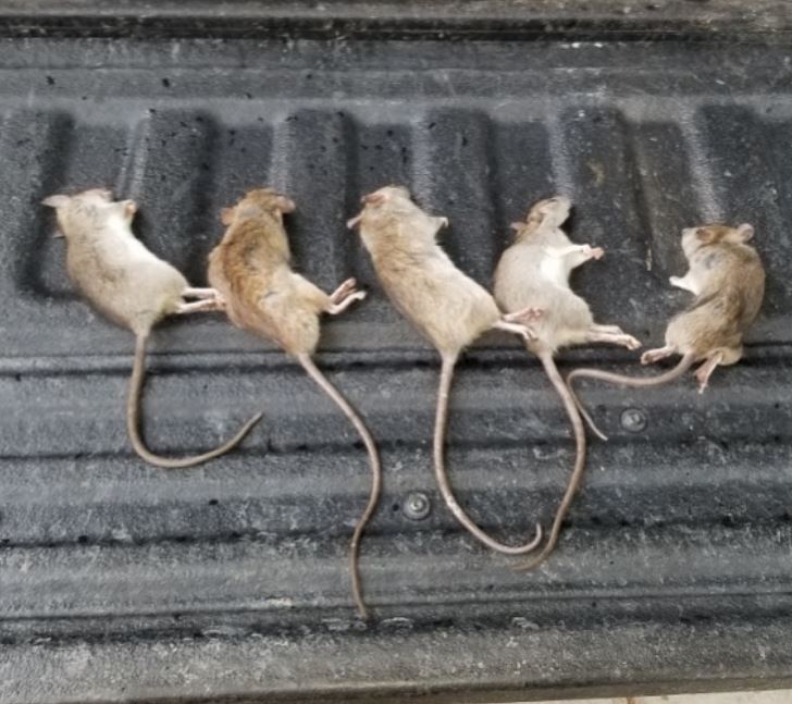 Mice