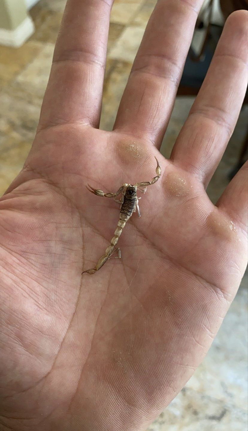 A person is holding a small scorpion in their hand.