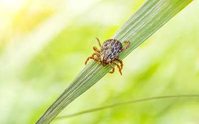 A tick is sitting on a green leaf.