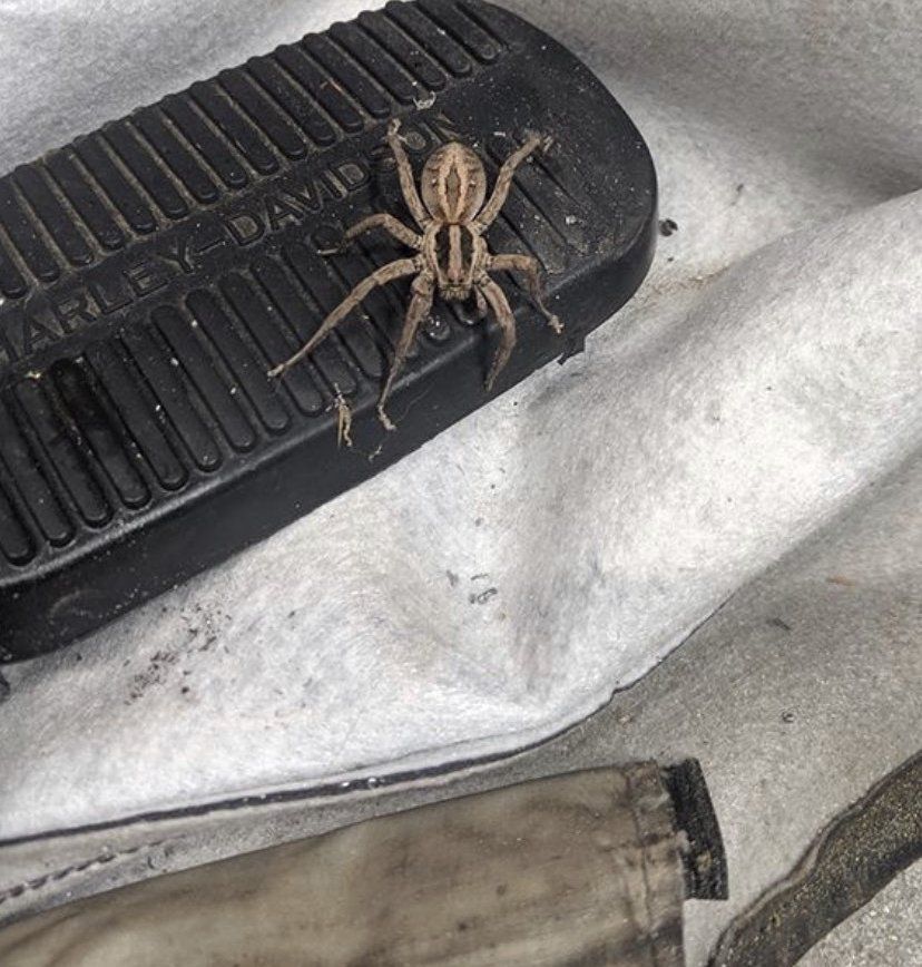 A spider is sitting on a harley davidson pedal