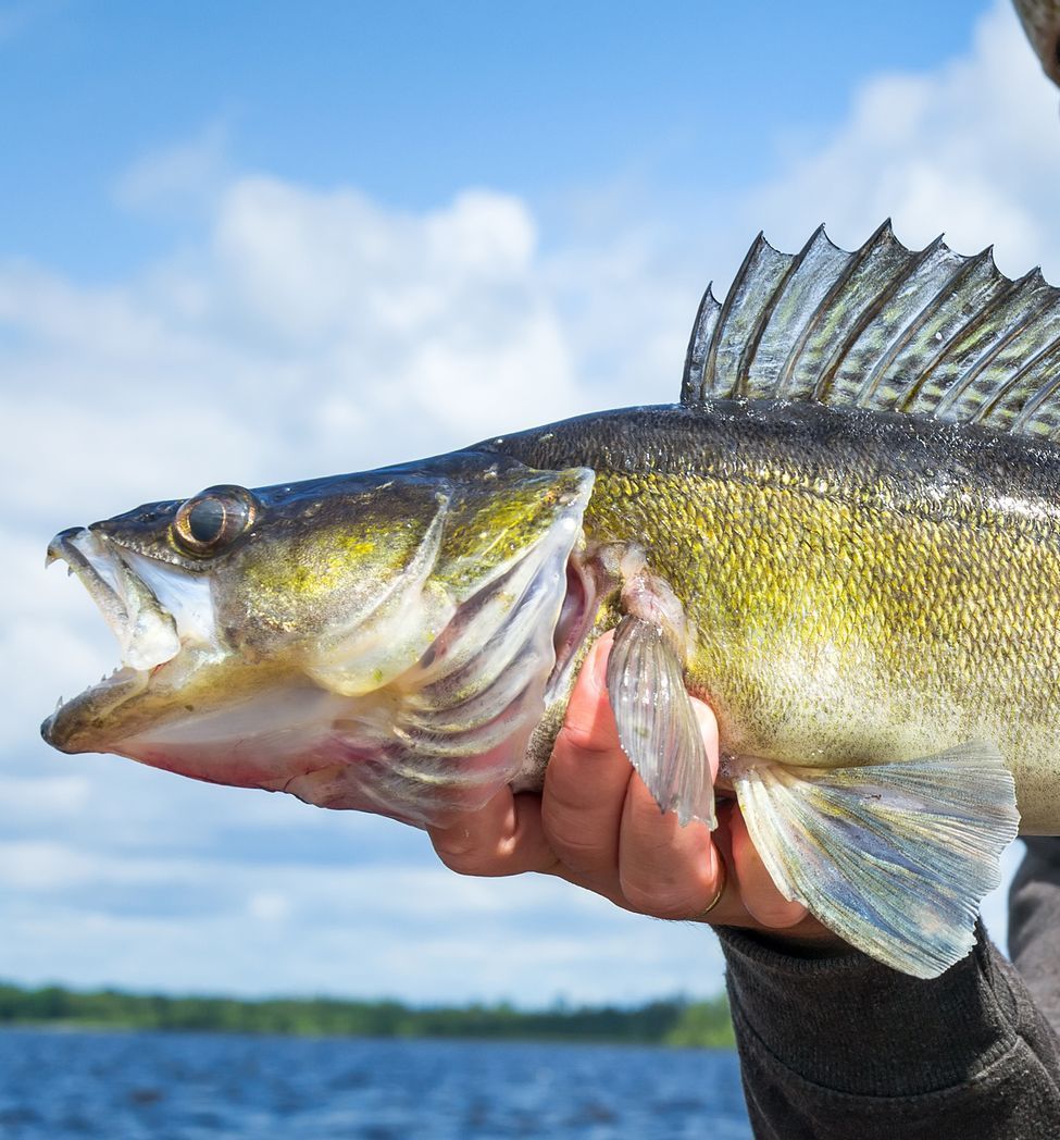 A person is holding a large fish in their hands in front of a body of water.