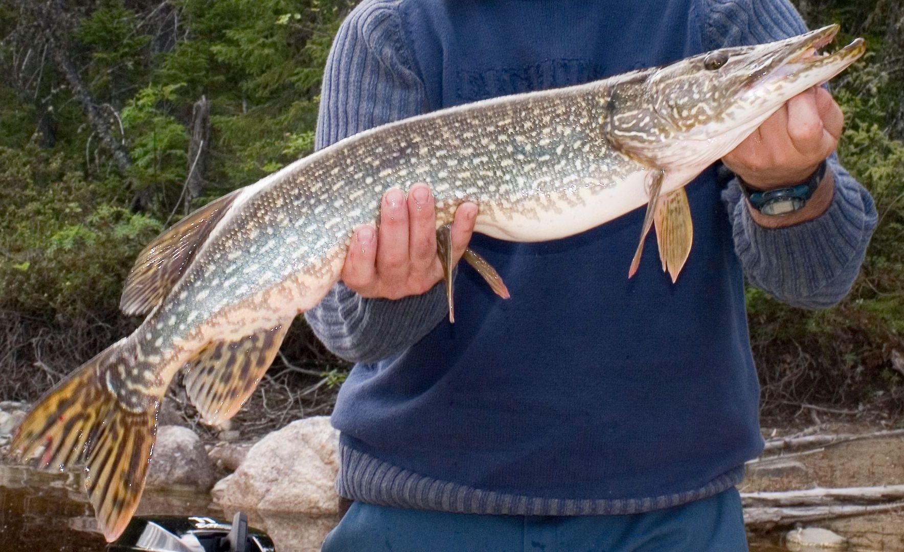 A person is holding a large fish in their hands