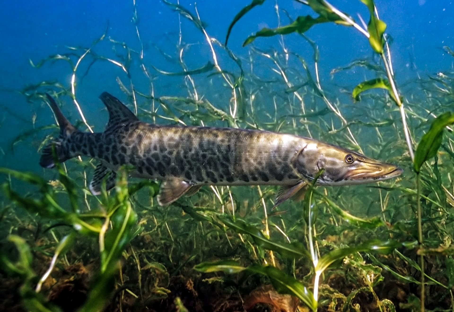 A fish is swimming in the water surrounded by plants.