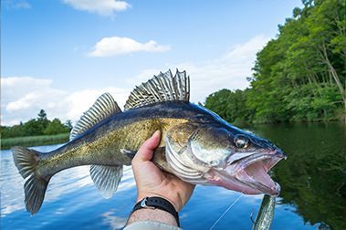 Walleye Fish in Pelican Rapids, MN